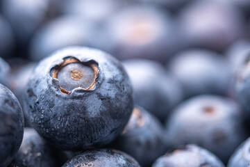 Freshly picked blueberries close up picture