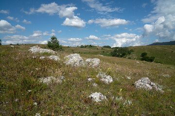 Fototapeta na wymiar meadow with flowers with large stones