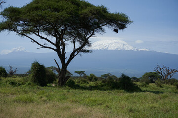  Amboseli - Big Five Safari -Kilimanjaro African bush elephant Loxodonta africana