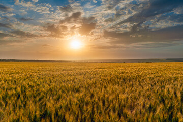 Summer agricultural landscape with wheat field