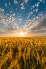 Summer agricultural landscape with wheat field - 357824031