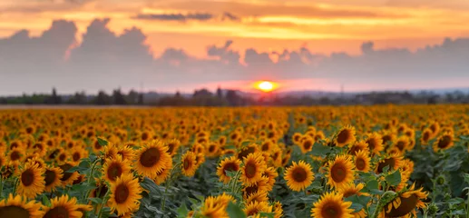 Foto op Aluminium Agricultural summer landscape with sunflowers field and sky © firewings