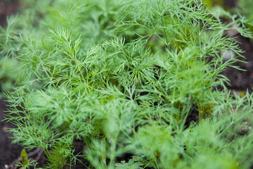 Fresh dill (Anethum graveolens) growing on the vegetable bed. Annual herb, family Apiaceae.  Growing fresh herbs. Green plants in the garden, ecological agriculture for producing healthy food concept