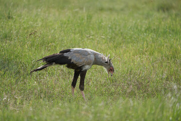 Secretarybird or secretary bird Sagittarius serpentarius Protrait Savannah 