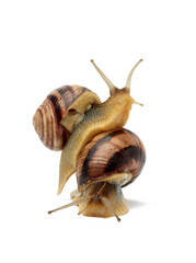 two brown snails are isolated on a white background