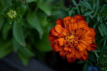 マリーゴールド