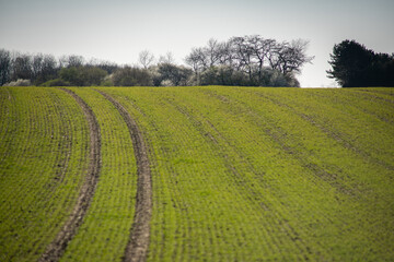 Field furrows make a curve up the hill in a field with young plants.