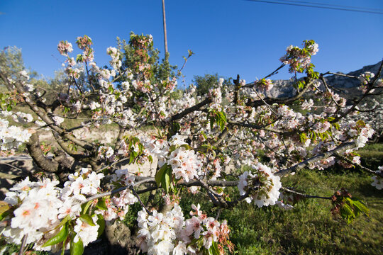 Cherry blossom in Gallinera valley Spain