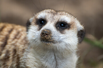 Fototapeta premium Close up of a meerkat in an animal park in Germany