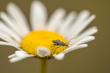 Käfer auf Blüte 1