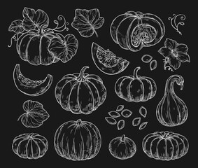Sketch set of pumpkins on a black background. Isolated illustrations in retro style.