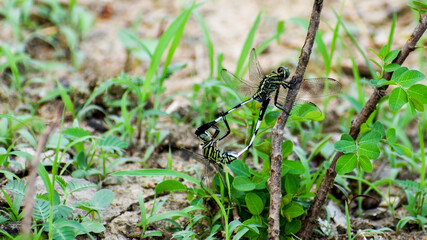 Dragonfly mating