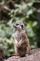 Close up of a meerkat in an animal park in Germany