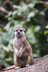 Close up of a meerkat in an animal park in Germany