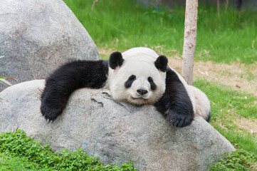 Adorable giant panda bear sleeping on rock