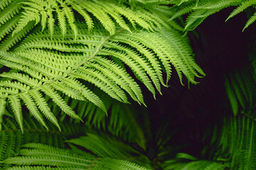 Fototapeta na wymiar Fern leaf background. Fern texture
