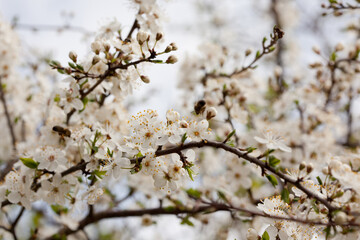 Sweet cherry (Prunus avium)