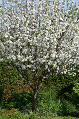 Fototapeta na wymiar Apple tree blossoms
