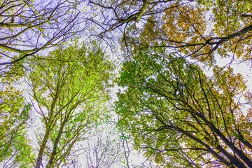 multi-colored crowns of trees in the fall against the blue sky.