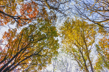 multi-colored crowns of trees in the fall against the blue sky.