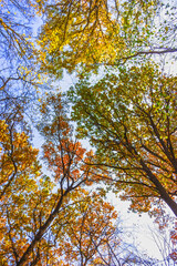 multi-colored crowns of trees in the fall against the blue sky.