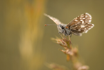 schmetterling auf Ähre