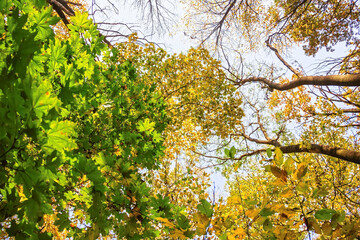 multi-colored crowns of trees in the fall against the blue sky.
