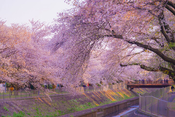善福寺緑地公園の桜と夕景