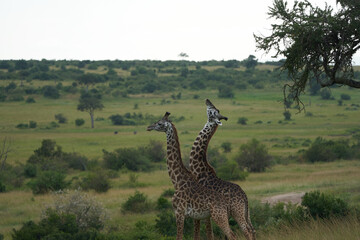 Fototapeta premium Giraffe Africa Giraffa Safari Big Five Africa