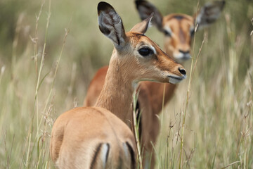 Impala Group Impalas Antelope Portrait Africa Safari