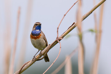 Beautiful bluethroat bird sits on a reed