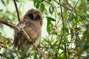 Fluffy and cute nestling of long-eared owl sitting on tree branch
