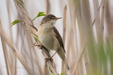 Beautiful great reed-warbler bird sits on a reed