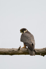The Hobby (Falco subbuteo), wild predator bird sits on branch
