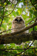 Fluffy and cute nestling of long-eared owl sitting on tree branch