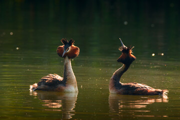 Waterfowl bird pair of great crested grebe on the lake