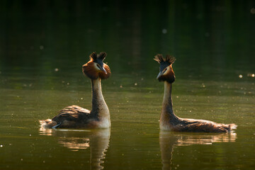 Waterfowl bird pair of great crested grebe on the lake