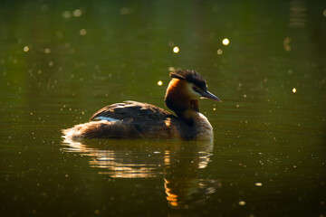 Waterfowl bird of great crested grebe on the lake