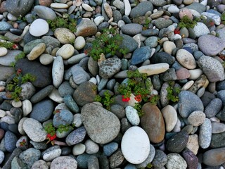 Top view of round sea pebble stones, leaves & rock on beach as pebble leaves texture pattern or background. River pebble stones leaves nature seampless pattern. Stones japanese zen garden river coast