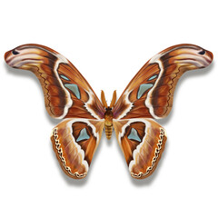 Obraz premium The atlas moth with big red wings and mirrors also named Attacus atlas, night time butterfly isolated on white
