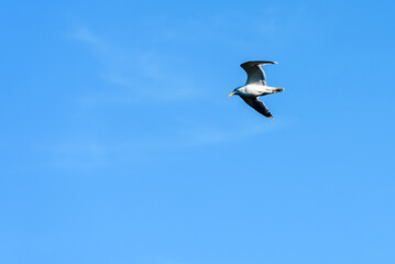 Seagull inflight with solid blue sky background