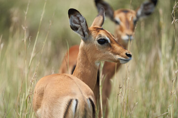 Impala Group Impalas Antelope Portrait Africa Safari