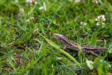 Jaszczurka zwinka na zielonej trawie