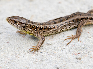 Jaszczurka zwinka na piasku