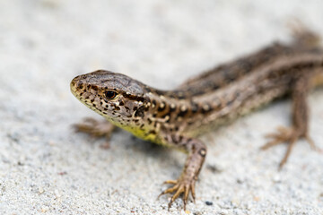 Jaszczurka zwinka na piasku © Zentofoto