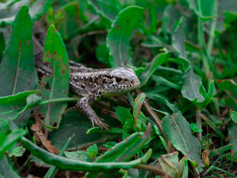 Jaszczurka zwinka w zielonej trawie
