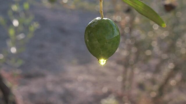 aceituna en el &aacute;rbol exudando aceite de oliva 