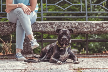Pitbull dog lying next to its owner looking at the camera