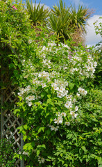 Mock orange bush in flower