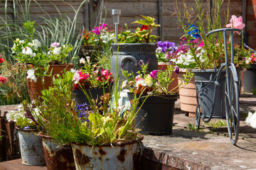 Fototapeta na wymiar Annual summer plants of petunia, pansy's, lobelia, and nemesia decorating the patio in various planters